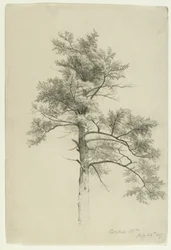 Boomstudie, Catskill Mountains, New York, 1857